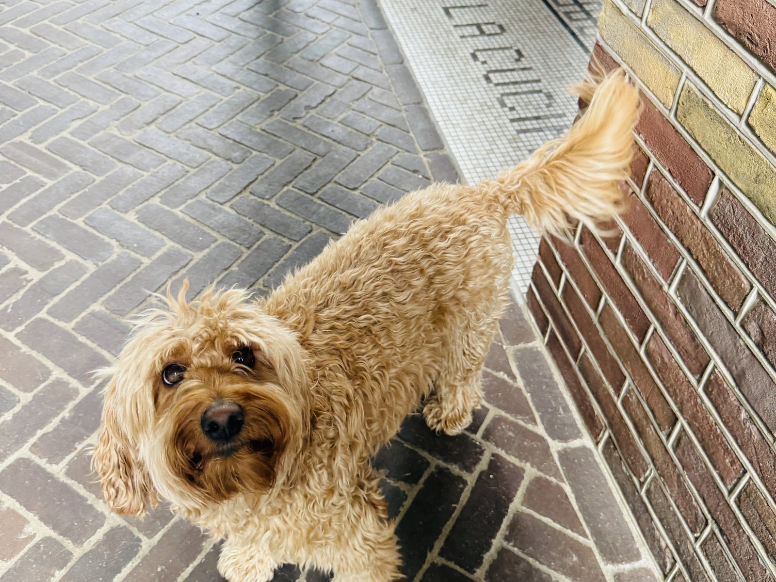 Het hondje van Mari&euml;lle