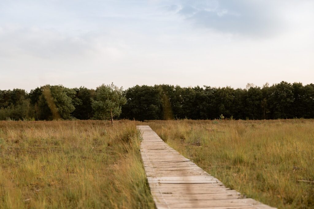 Houten vlonderpad door het heidelandschap