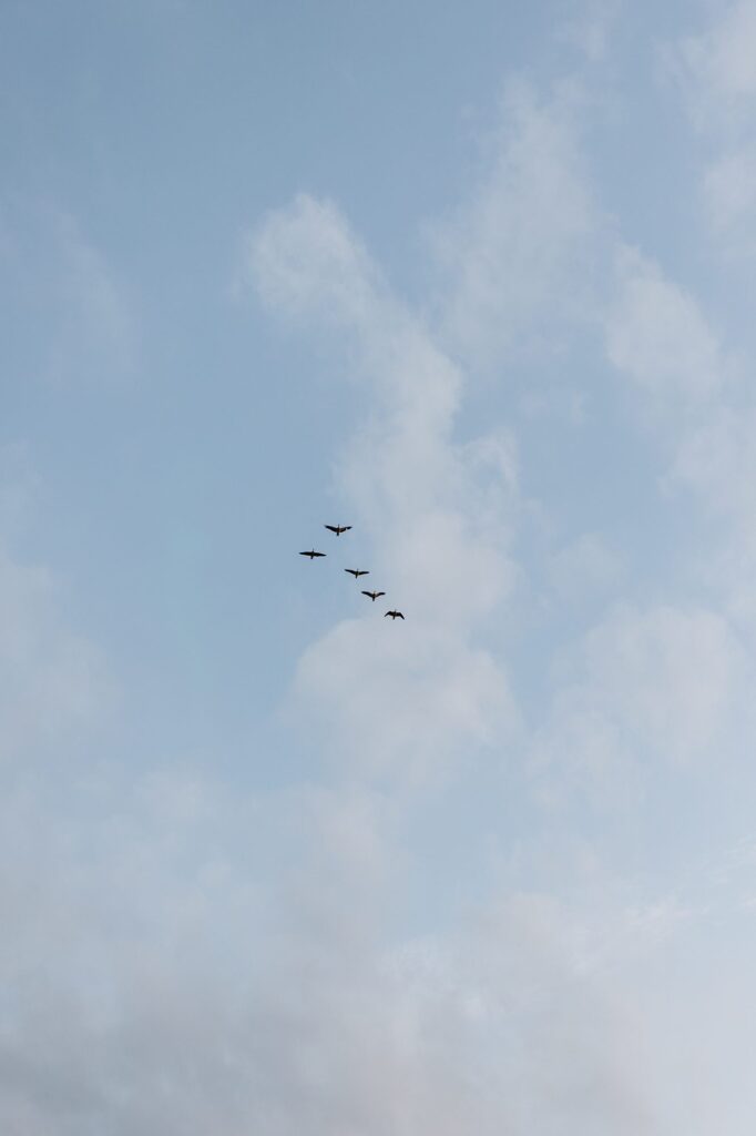 Vogels in formatie tegen een zachtblauwe lucht