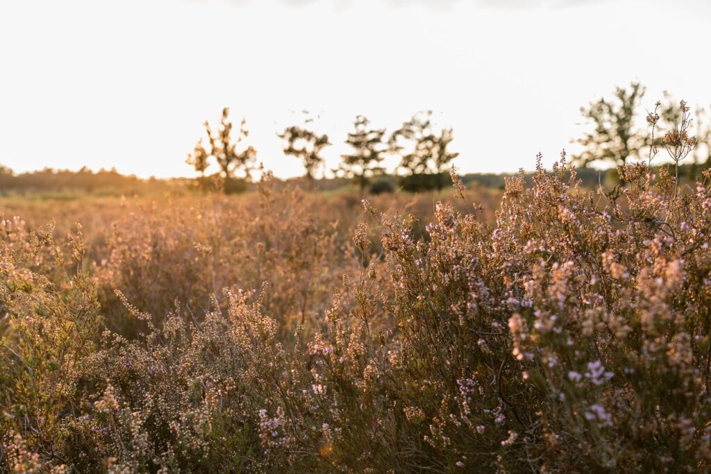 Bloeiende heide in warm avondlicht