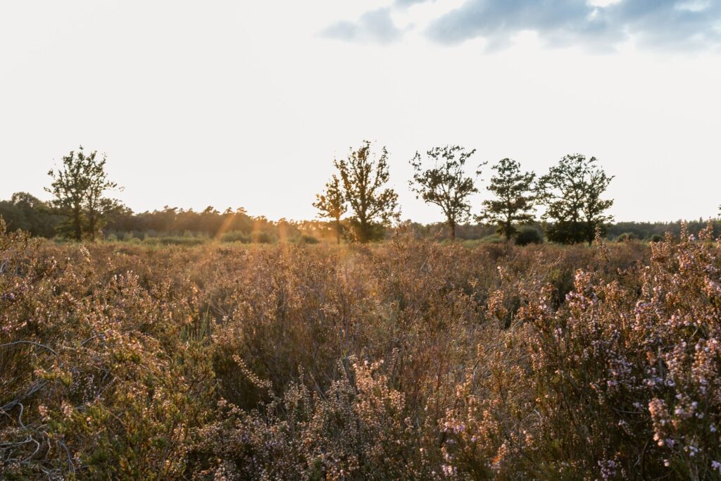 Paarse heide met bomen in het avondlicht