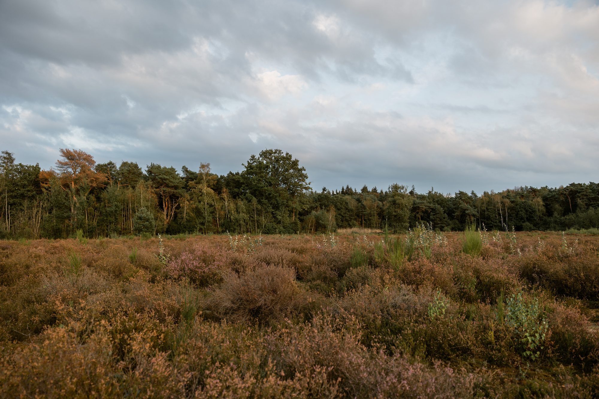 Heide en bosrand onder een wolkenlucht