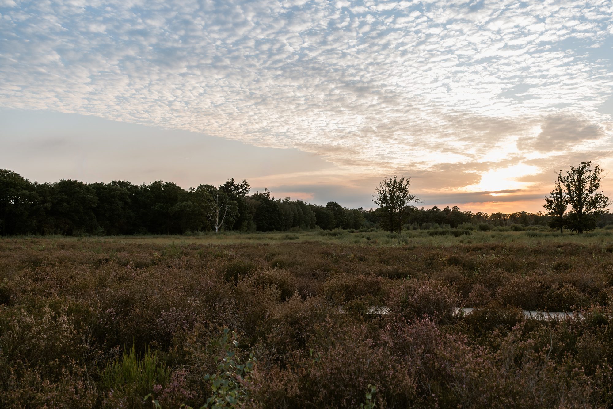 Zonsondergang boven de heide